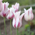 Тюльпан Мерилин (Tulipa Marilyn), 10 шт (разбор 11/12)