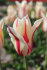 Тюльпан Мерилин (Tulipa Marilyn), 10 шт (разбор 11/12)