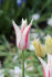 Тюльпан Мерилин (Tulipa Marilyn), 10 шт (разбор 11/12)