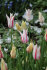 Тюльпан Мерилин (Tulipa Marilyn), 10 шт (разбор 11/12)