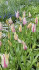 Тюльпан Мерилин (Tulipa Marilyn), 10 шт (разбор 11/12)