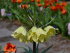 Рябчик Радде (Раддеана) (Fritillaria raddeana), 1 шт