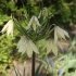 Рябчик Радде (Раддеана) (Fritillaria raddeana), 1 шт