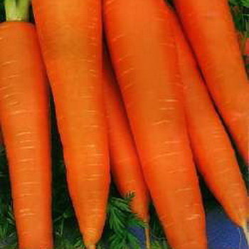 Морковь Добрыня