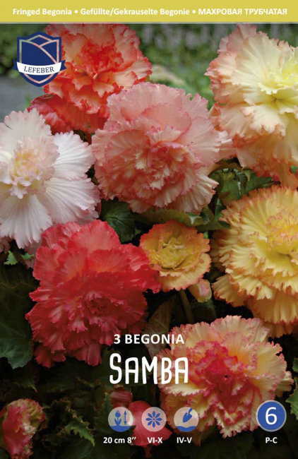 Бегония махровая Самба (Double/Ruffled Samba), смесь 3 шт (разбор 6/7)