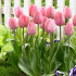 Тюльпан Мистик Ван Эйк (Tulipa Mystic van Eijk), 10 шт (разбор 12/14)