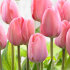 Тюльпан Мистик Ван Эйк (Tulipa Mystic van Eijk), 10 шт (разбор 12/14)