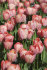 Тюльпан Мистик Ван Эйк (Tulipa Mystic van Eijk), 10 шт (разбор 12/14)