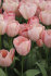 Тюльпан Мистик Ван Эйк (Tulipa Mystic van Eijk), 10 шт (разбор 12/14)