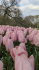 Тюльпан Мистик Ван Эйк (Tulipa Mystic van Eijk), 10 шт (разбор 12/14)