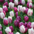 Тюльпан Пёпл Пэшн смесь (Tulipa Purple Passion), 15 шт