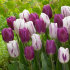 Тюльпан Пёпл Пэшн смесь (Tulipa Purple Passion), 15 шт