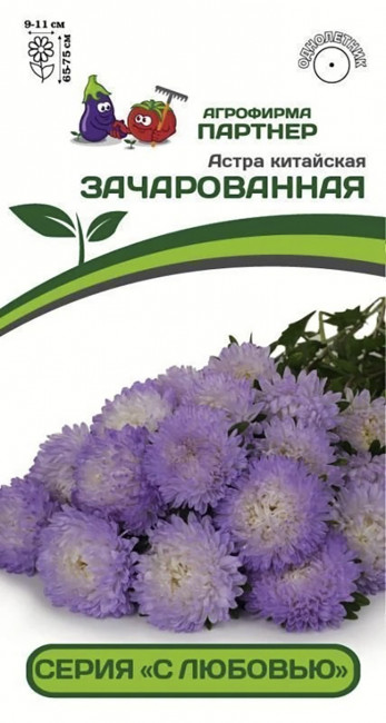 Астра китайская Зачарованная, 5 шт семян