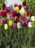Тюльпан триумф смесь (Tulipa Triumph Mixed), 10 шт (разбор 11/12)