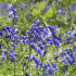Гиацинтоидес Нон-скрипта (Hyacinthoides non-scripta), 15 шт (разбор 7/8)