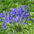 Гиацинтоидес Нон-скрипта (Hyacinthoides non-scripta), 15 шт (разбор 7/8)