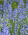 Гиацинтоидес Нон-скрипта (Hyacinthoides non-scripta), 15 шт (разбор 7/8)