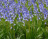 Гиацинтоидес Нон-скрипта (Hyacinthoides non-scripta), 15 шт (разбор 7/8)