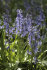 Гиацинтоидес Нон-скрипта (Hyacinthoides non-scripta), 15 шт (разбор 7/8)