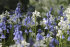 Гиацинтоидес Нон-скрипта (Hyacinthoides non-scripta), 15 шт (разбор 7/8)