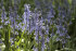 Гиацинтоидес Нон-скрипта (Hyacinthoides non-scripta), 15 шт (разбор 7/8)