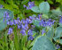 Гиацинтоидес Нон-скрипта (Hyacinthoides non-scripta), 15 шт (разбор 7/8)