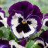 Виола крупноцветковая Селло Виолет Фэйс (100 шт)