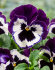 Виола крупноцветковая Селло Виолет Фэйс (100 шт)