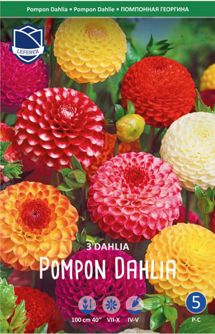 Георгина помпонная (Pompon Dahlia), 3 шт смесь