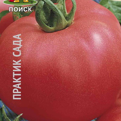 Купить семена Томат Алёша Попович в магазине Первые Семена по цене 20 руб.