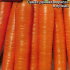 Морковь Ранняя сладкая (драже), 300 шт