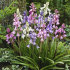 Гиацинтоидес испанский смесь (Hyacinthoides hispanica Mixed), 15 шт (разбор 7/8)