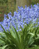 Гиацинтоидес испанский смесь (Hyacinthoides hispanica Mixed), 15 шт (разбор 7/8)