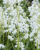 Гиацинтоидес испанский смесь (Hyacinthoides hispanica Mixed), 15 шт (разбор 7/8)