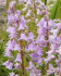 Гиацинтоидес испанский смесь (Hyacinthoides hispanica Mixed), 15 шт (разбор 7/8)
