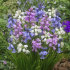 Гиацинтоидес испанский смесь (Hyacinthoides hispanica Mixed), 15 шт (разбор 7/8)