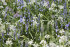 Гиацинтоидес испанский смесь (Hyacinthoides hispanica Mixed), 15 шт (разбор 7/8)