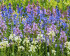 Гиацинтоидес испанский смесь (Hyacinthoides hispanica Mixed), 15 шт (разбор 7/8)