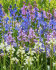 Гиацинтоидес испанский смесь (Hyacinthoides hispanica Mixed), 15 шт (разбор 7/8)