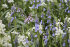Гиацинтоидес испанский смесь (Hyacinthoides hispanica Mixed), 15 шт (разбор 7/8)