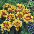 Тюльпан Монселла (Tulipa Monsella), 10 шт (разбор 11/12)