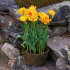 Тюльпан Монселла (Tulipa Monsella), 10 шт (разбор 11/12)