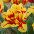 Тюльпан Монселла (Tulipa Monsella), 10 шт (разбор 11/12)