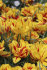 Тюльпан Монселла (Tulipa Monsella), 10 шт (разбор 11/12)