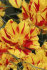 Тюльпан Монселла (Tulipa Monsella), 10 шт (разбор 11/12)