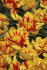 Тюльпан Монселла (Tulipa Monsella), 10 шт (разбор 11/12)