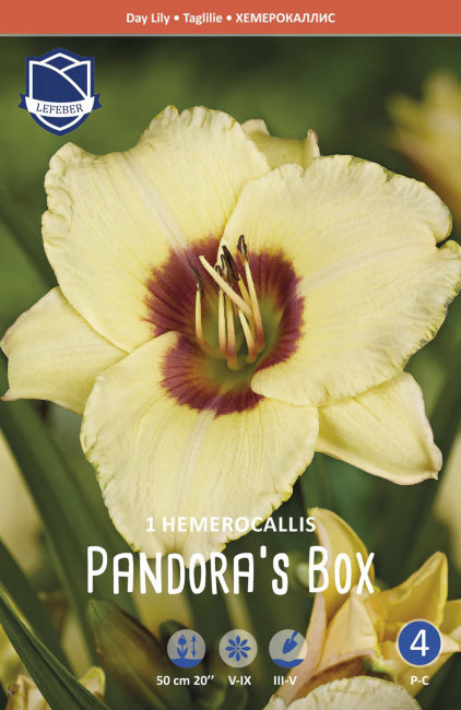 Лилейник Пандорас Бокс (Pandora's Box), 1 шт