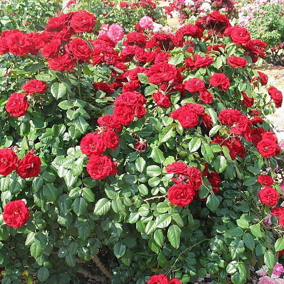 Купить роза лаваглут (lavaglut) по цене 384 руб. в интернет магазине  Первые Семена