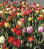 Тюльпан Дарвинов гибрид смесь (Tulipa Darwin Hybrid mix), 10 шт (разбор 12/14)