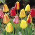 Тюльпан Дарвинов гибрид смесь (Tulipa Darwin Hybrid mix), 10 шт (разбор 12/14)